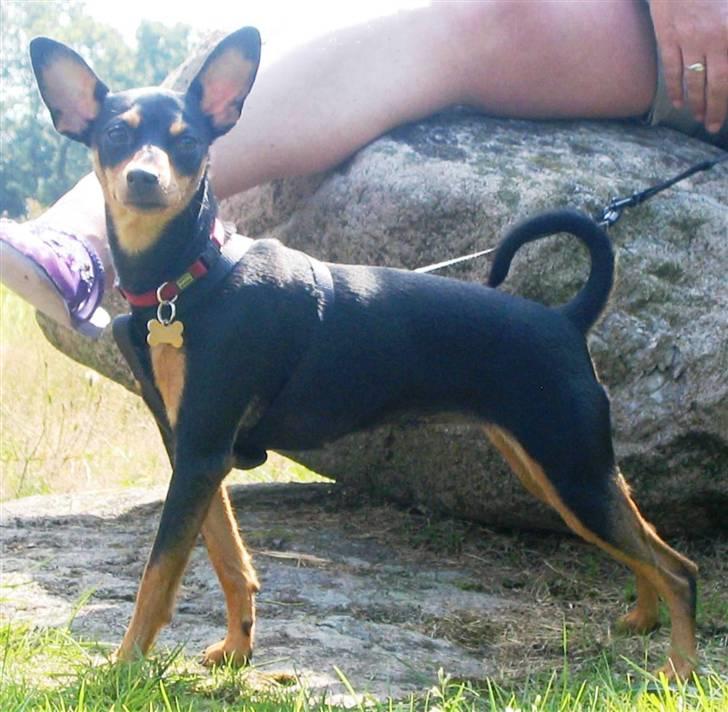 Dvaergpinscher Gaja - Flot hund ikk´ billede 15