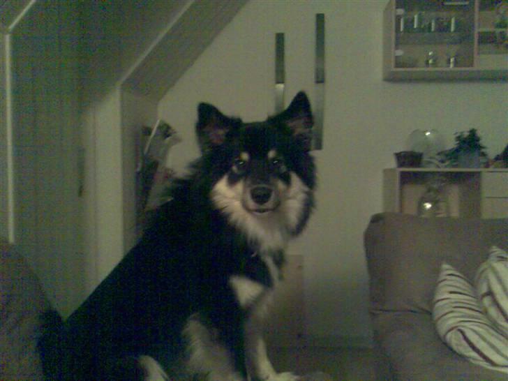 Finsk lapphund Kupio Ozzy billede 7