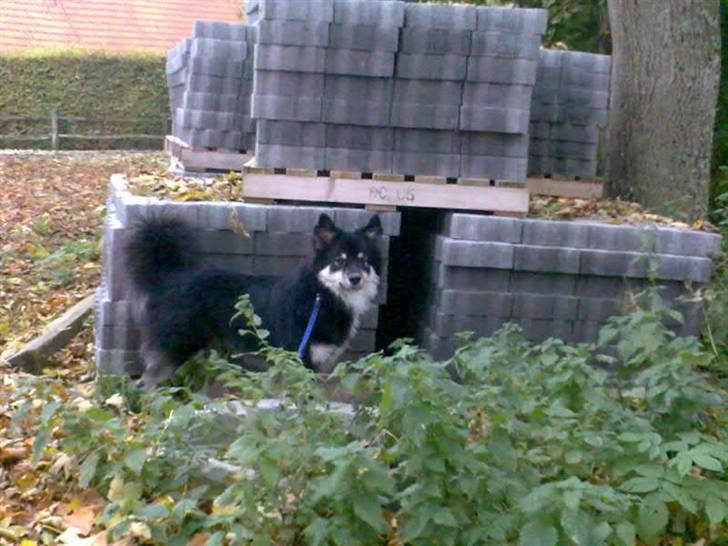 Finsk lapphund Kupio Ozzy billede 8