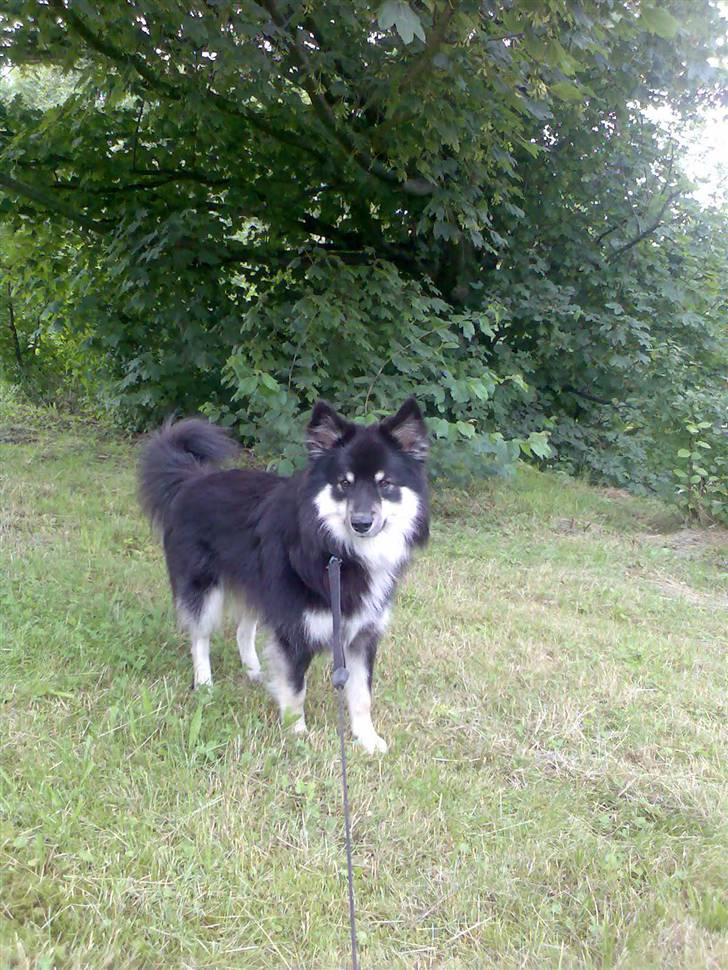 Finsk lapphund Kupio Ozzy billede 9