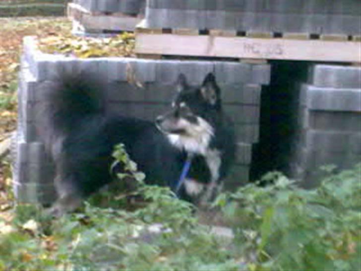 Finsk lapphund Kupio Ozzy billede 10
