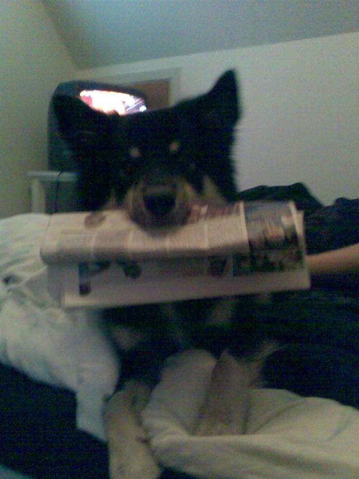 Finsk lapphund Kupio Ozzy billede 11