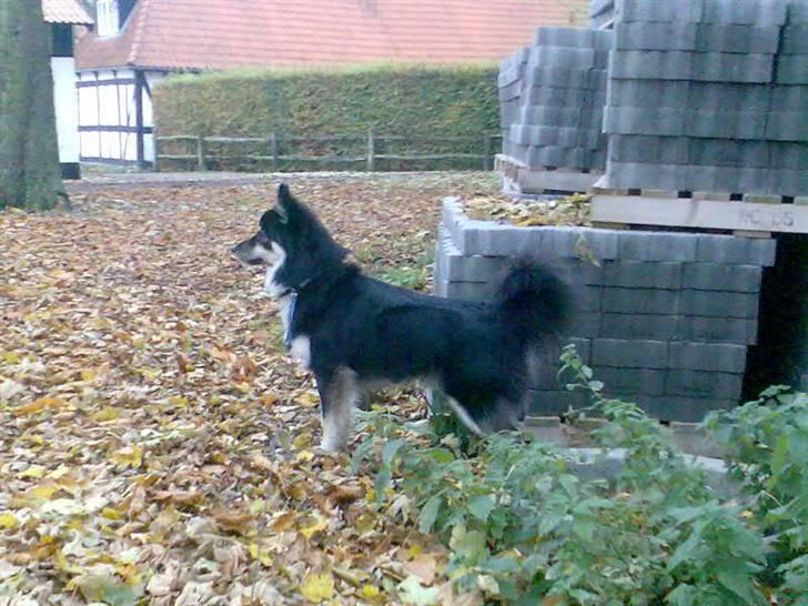Finsk lapphund Kupio Ozzy billede 12