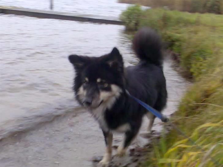 Finsk lapphund Kupio Ozzy billede 13