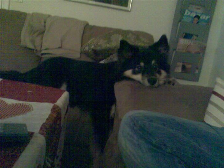 Finsk lapphund Kupio Ozzy billede 14