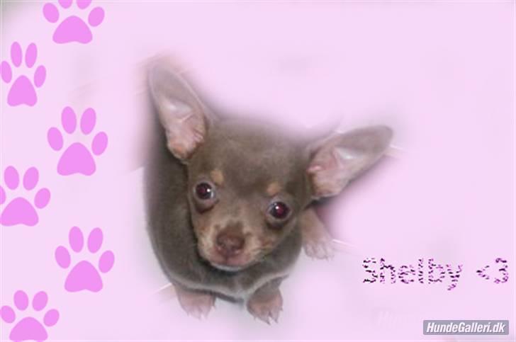 Chihuahua Shelby *03.10.* - lavet af TGW FOTO ( mange tak ) billede 13