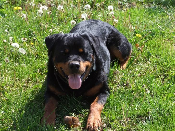 Rottweiler Tais billede 8
