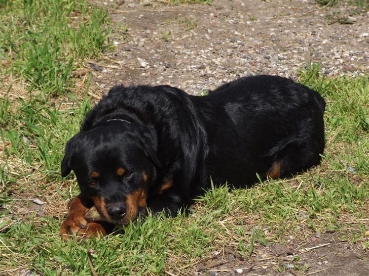Rottweiler Tais billede 9
