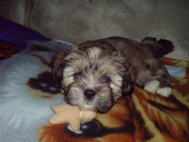Lhasa apso Carlo billede 1