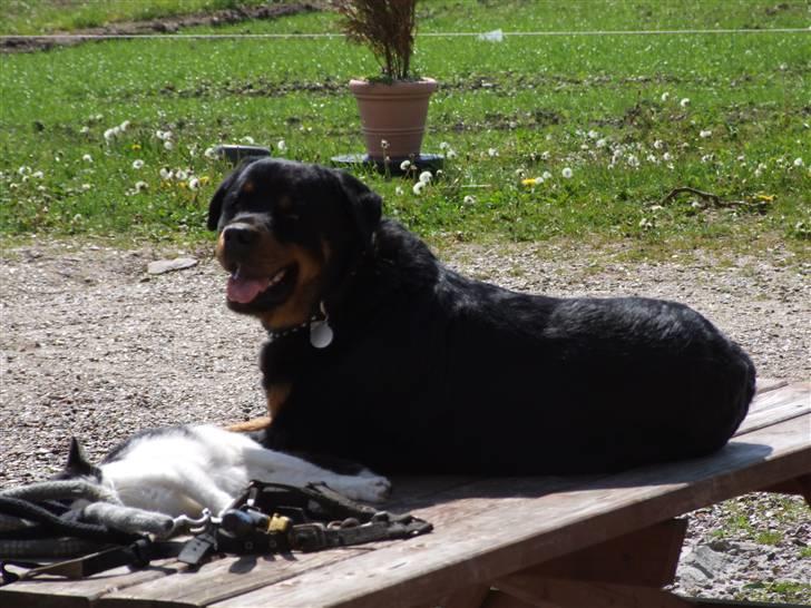 Rottweiler Tais billede 10