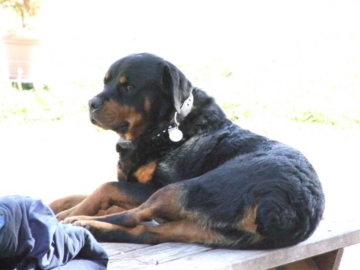 Rottweiler Tais billede 11