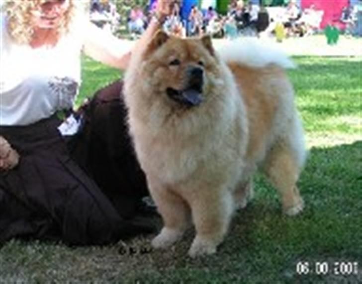 Chow chow Chaina Girl's Petronella - Morokulien 2006 billede 1