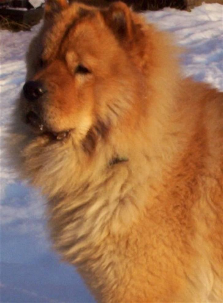 Chow chow Chaina Girl's Petronella - Vinterbillede billede 2