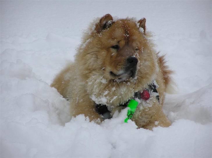 Chow chow Chaina Girl's Petronella - Har vi det ikke dejligt billede 4