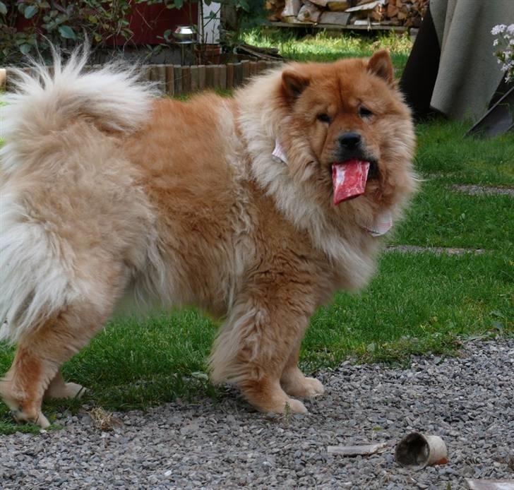 Chow chow Chaina Girl's Petronella - Godt med råt kød billede 5