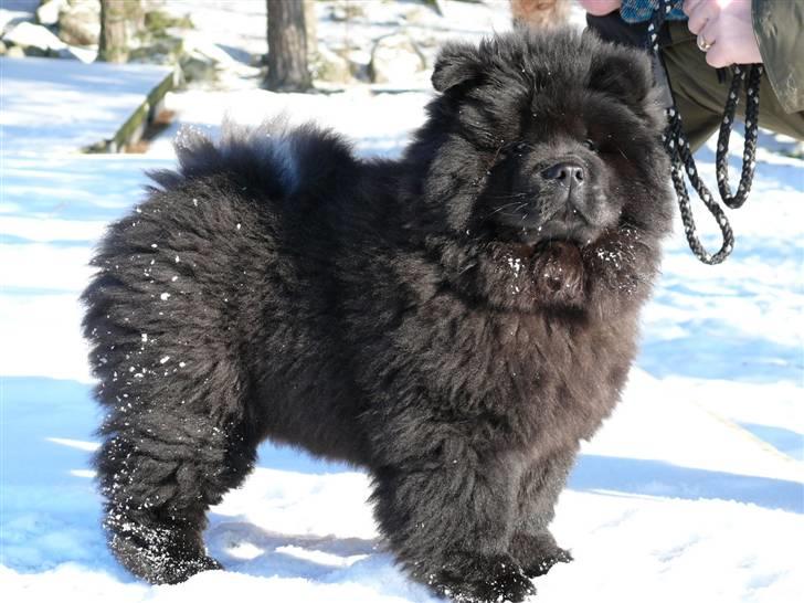 Chow chow Piuk Chow Victoria - Piuk Chow Missies Victoria Princess 3½ md gammel billede 1