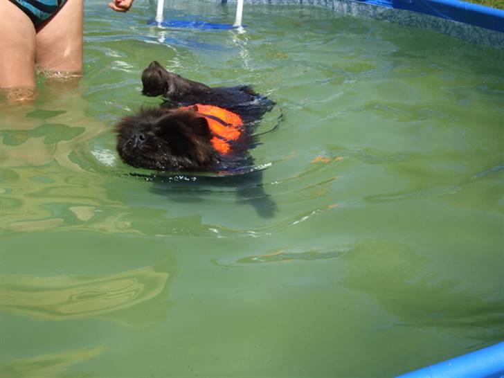 Chow chow Piuk Chow Victoria - Så svømmer vi i vores lille pool ude i haven. Vicki er dygtigst af alle og svømmer rundt helt alene :-) billede 2