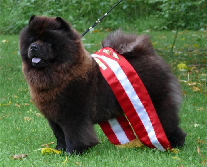 Chow chow Piuk Chow Victoria - Billede fra da hun blev klubmester i 2008 - der var hun 20 mdr gammel :-) billede 3