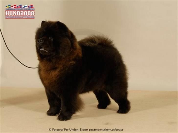 Chow chow Piuk Chow Victoria - Her er fra Dec 2008 lige efter at hun vandt i Stockholm og blev Svensk Champion. Synes at det er et flot billede som fotografen tog af hende billede 4