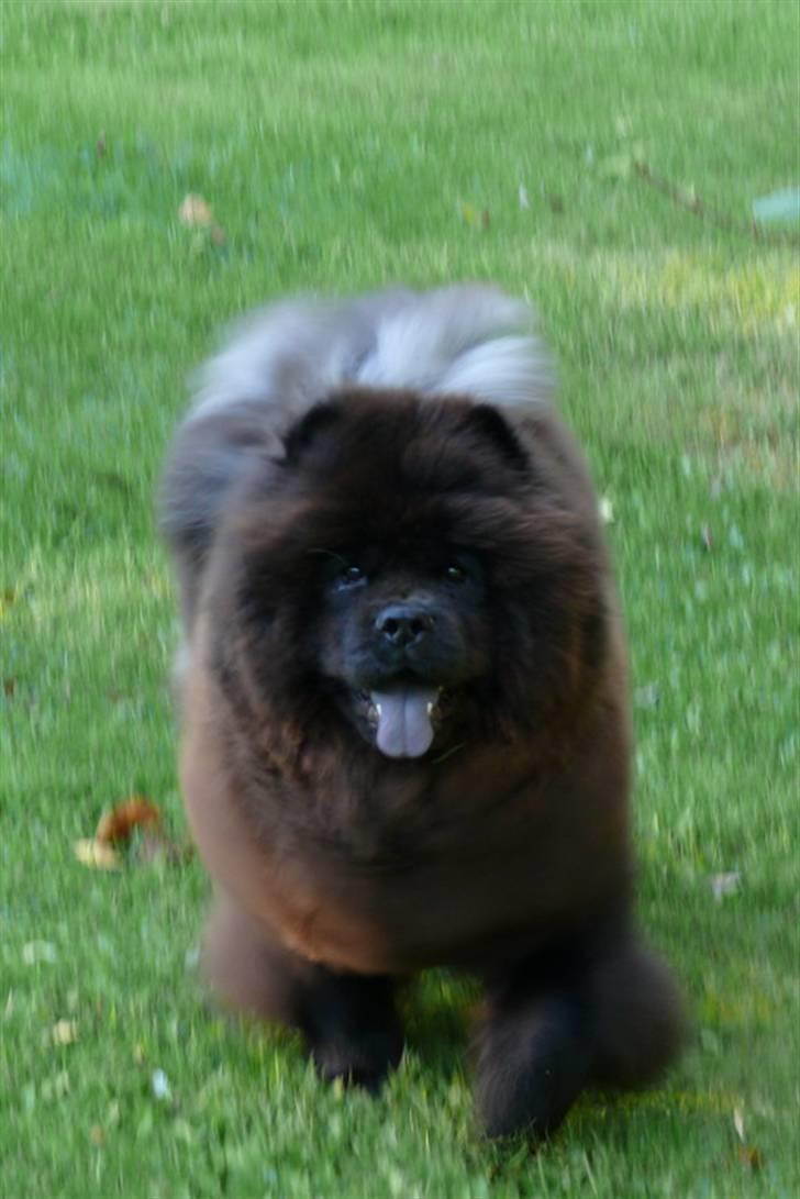 Chow chow Piuk Chow Victoria - Hej mor billede 5