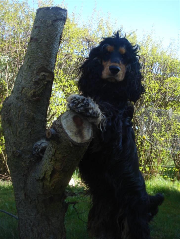 Cocker spaniel Amigo - på stranden, der er en stor sten, den må jeg op på  billede 10