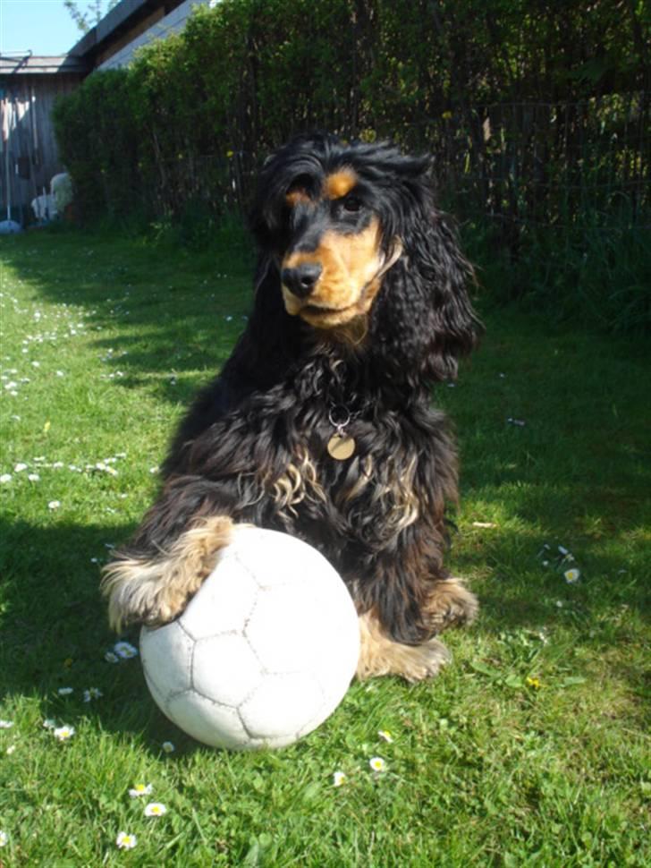 Cocker spaniel Amigo - hva tør i spille fodbold mod mig ? HAHA billede 11