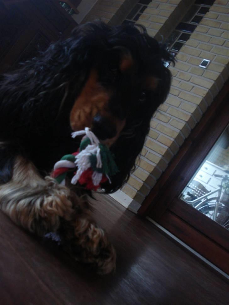 Cocker spaniel Amigo billede 12