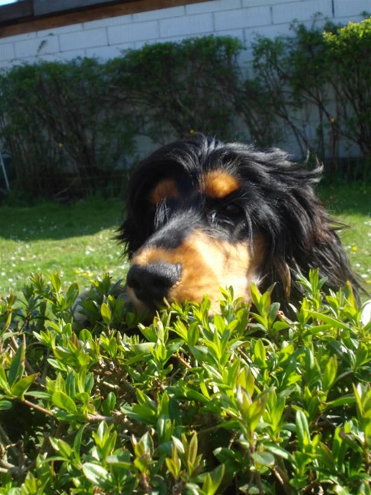 Cocker spaniel Amigo - den her hund er såé dejlig!  billede 13