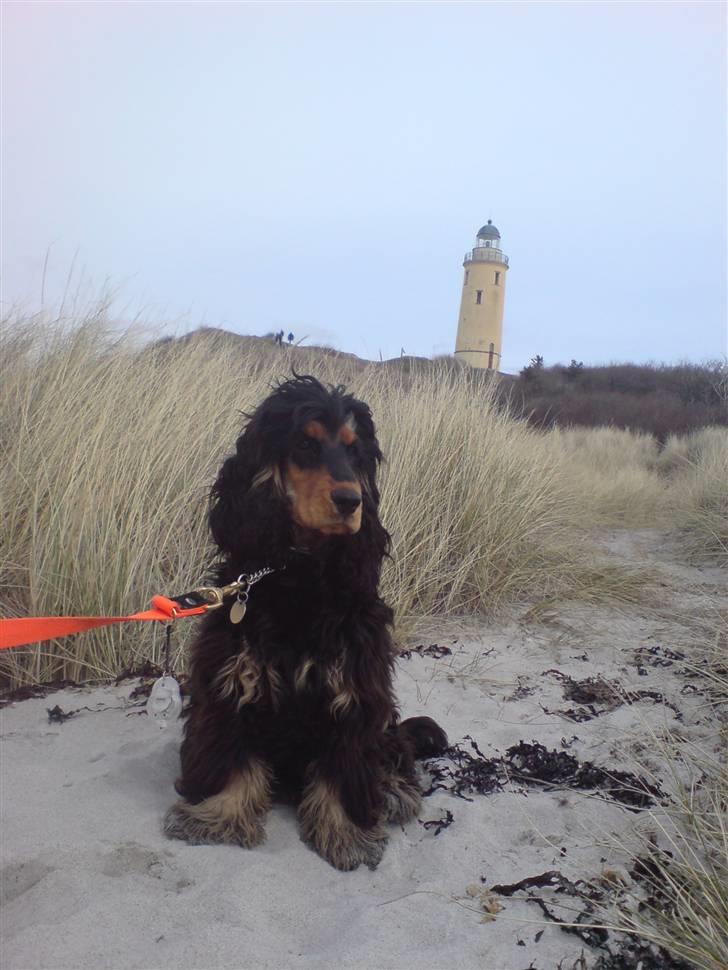 Cocker spaniel Amigo billede 14