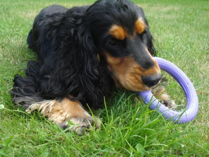 Cocker spaniel Amigo billede 15