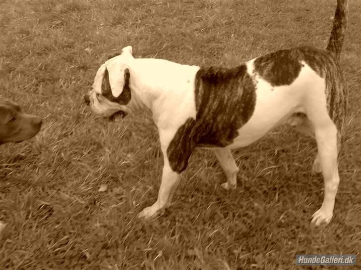 Amerikansk bulldog Møllers Louis billede 12