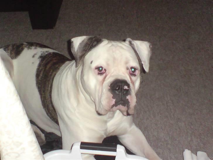 Amerikansk bulldog Møllers Louis billede 13