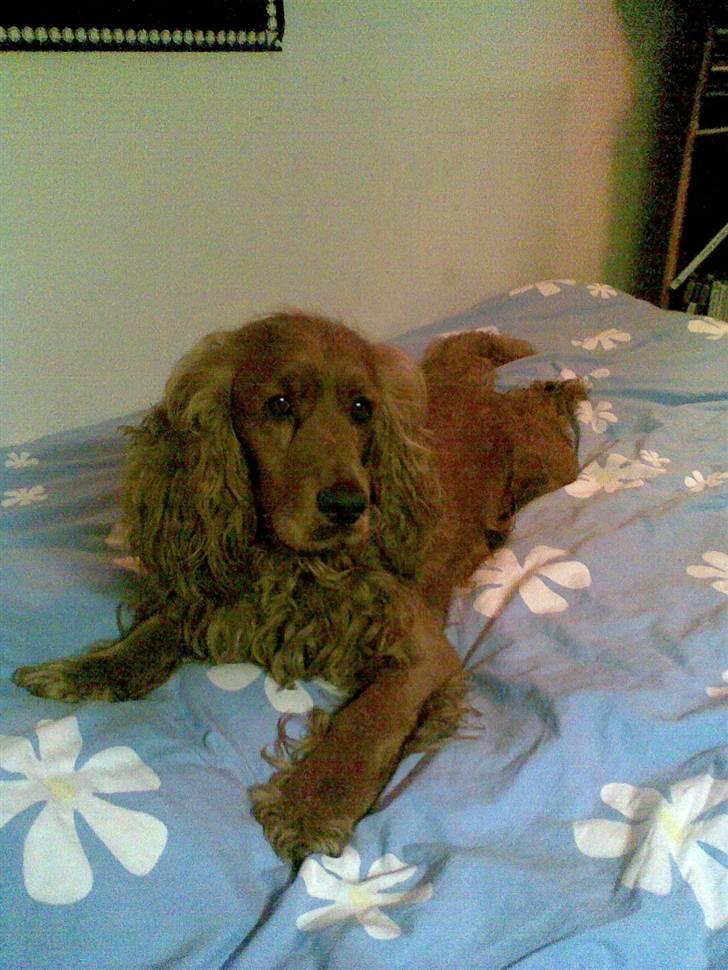 Cocker spaniel Magnus  billede 3