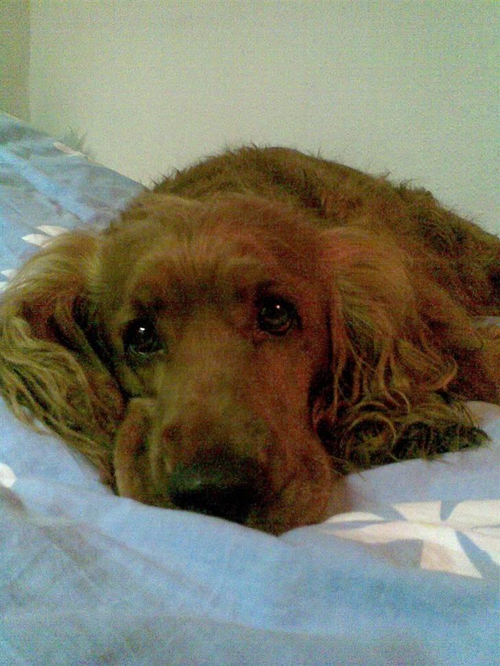 Cocker spaniel Magnus  billede 4