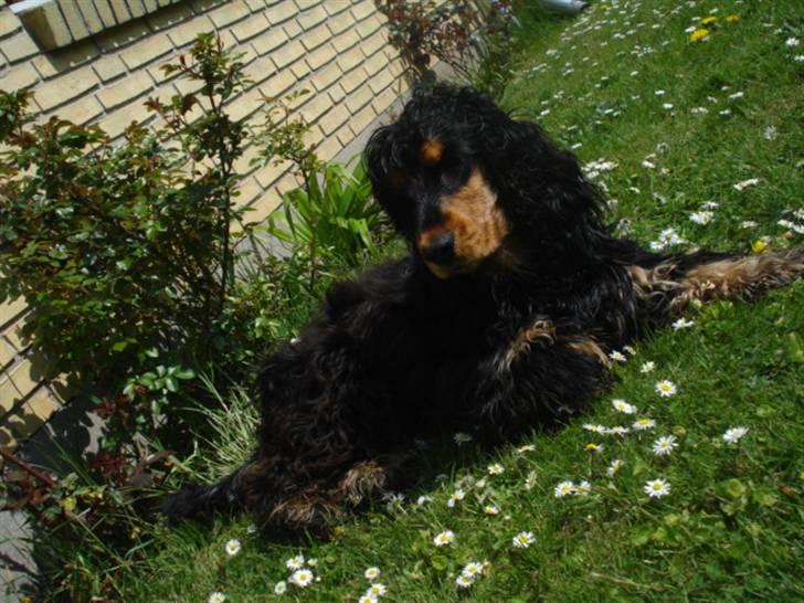 Cocker spaniel Amigo - Smukke ude i blomsterne  billede 16
