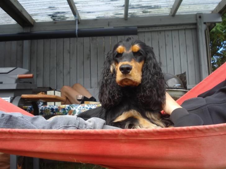 Cocker spaniel Amigo billede 17