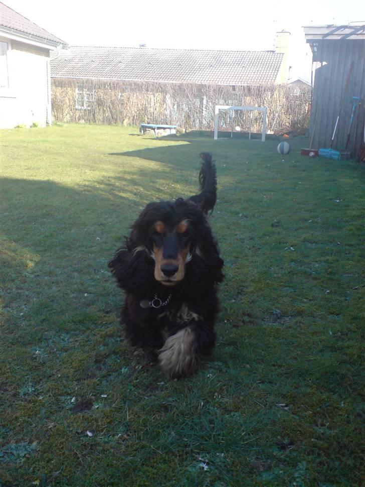 Cocker spaniel Amigo billede 18