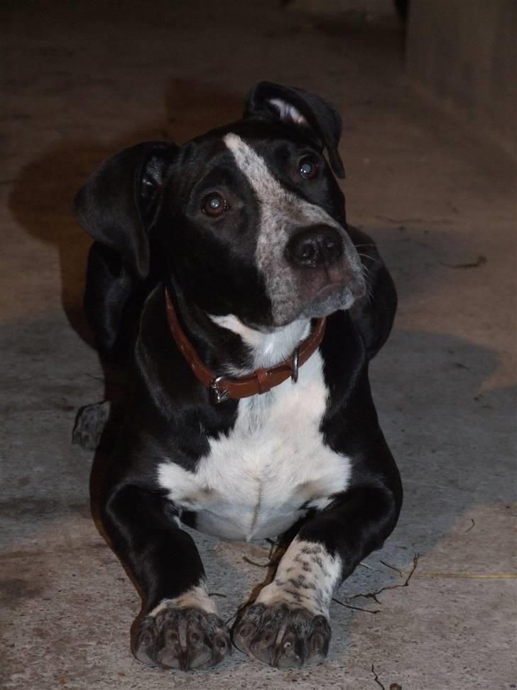 Blanding af racer Tascha - Jeg kan også ligge pænt, mens mor arbejder med hestene i stalden. billede 9