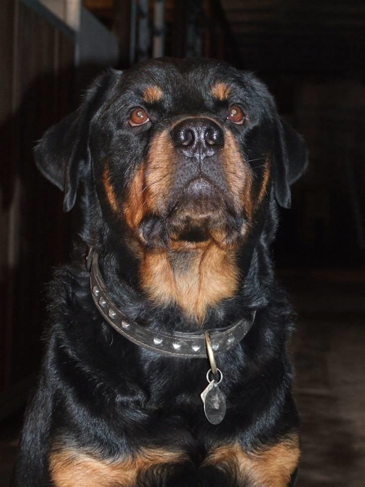 Rottweiler Tais billede 12