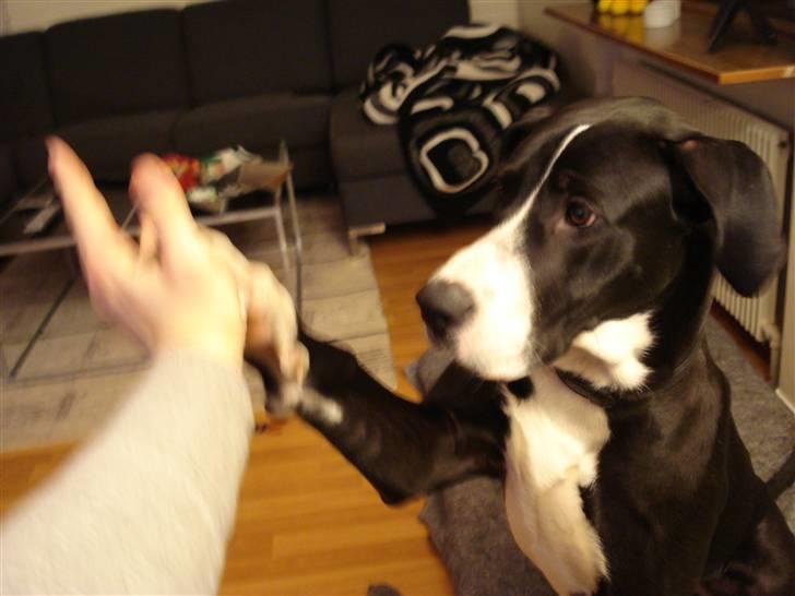 Blanding af racer Maggi billede 1