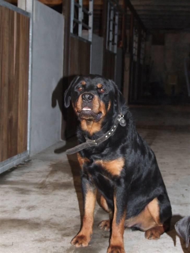 Rottweiler Tais billede 13