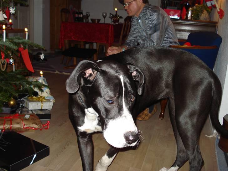 Blanding af racer Maggi billede 2