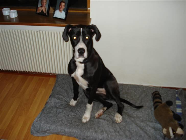 Blanding af racer Maggi billede 3