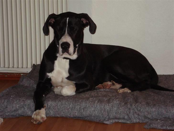 Blanding af racer Maggi billede 4