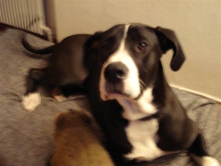 Blanding af racer Maggi billede 5