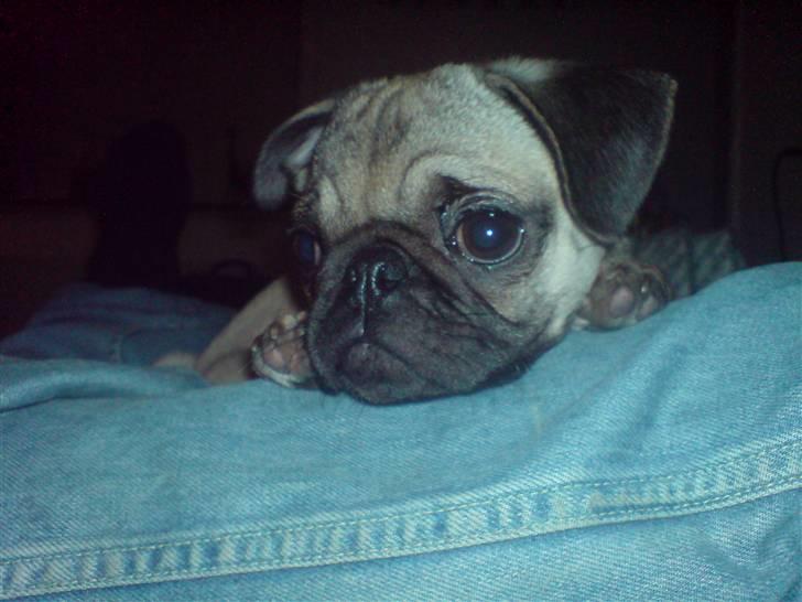 Mops Monkey - Mig og far putter i sofaen billede 12