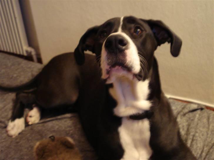 Blanding af racer Maggi billede 6