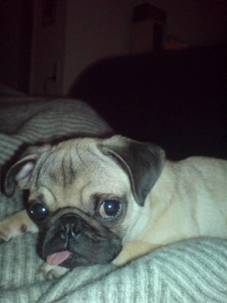 Mops Monkey - Kan ikke helt styre min tunge billede 14