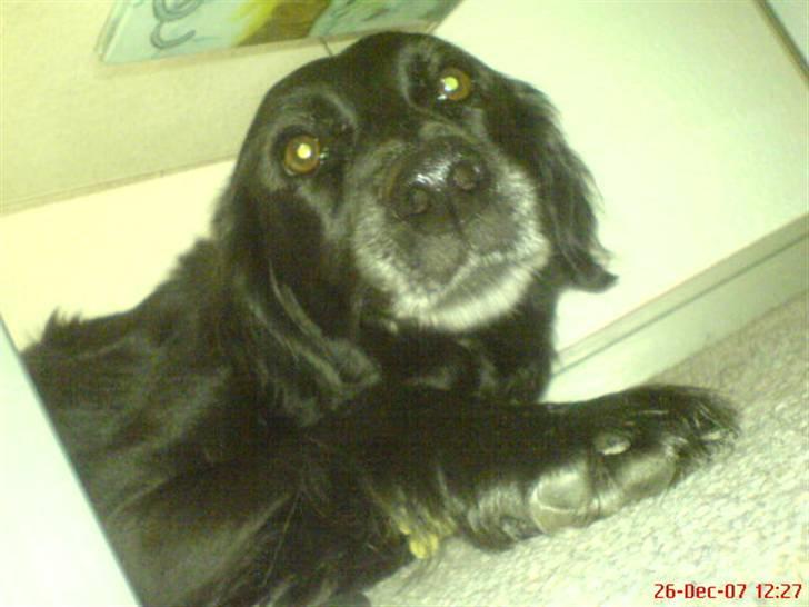 Blanding af racer Locky <3 r.i.p :'( - F o r d i  d u  e r  h u n d e n  i  m i t  l i v  ! billede 12