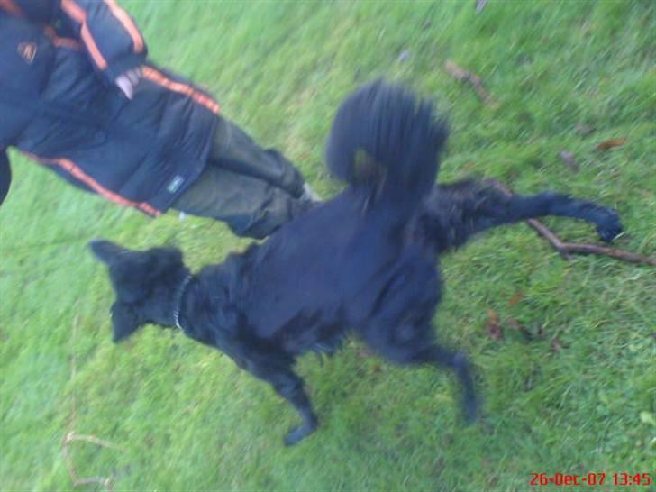 Blanding af racer Locky <3 r.i.p :'( - F o r d i  d u  e r  h u n d e n  i  m i t  l i v  ! billede 14